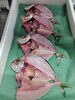 「📣本日のお魚情報🐟」