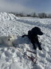 「2/4のモンモンイ🐶」