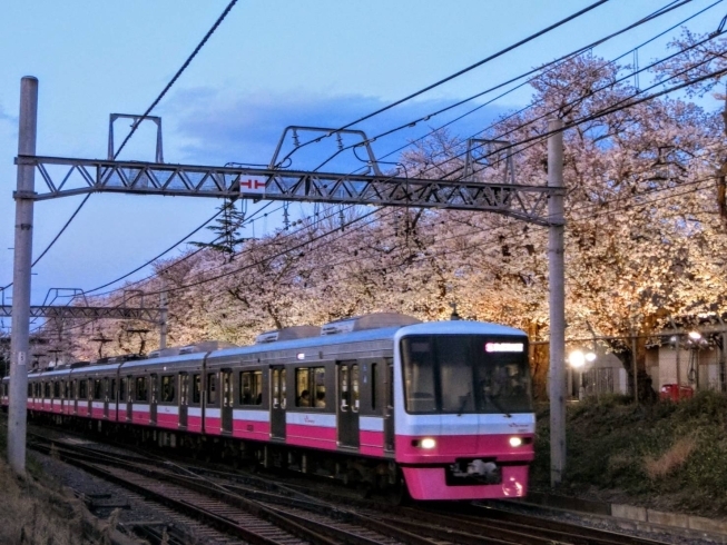 18：00頃の風景（ライトアップ開始時間）「松戸駐屯地の夜桜ライトアップを観に行ってきました！！」