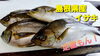 【定置もん】島根県産イサキ「○本日のお刺身【定置もん】【島根県産コシナガマグロ、イサキ】」