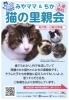 終了しました 福島 11月4日 日 みやママ ちか 猫の里親会 福島の歳時記 イベント情報 まいぷれ 大阪市福島区