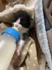 オス〜一番大きく産まれて、元気いっぱい「保護活用」