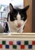 マロ君もしっかり食べたね！安心だよ「猫ちゃんには猫ちゃんの 犬ちゃんには犬ちゃんの生活スタイルがあります」