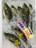 「魚魚市場鮮魚コーナーおすすめは「フエフキダイ・沖アラカブ」です♪」