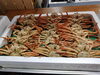 「📣本日のお魚情報🐟」