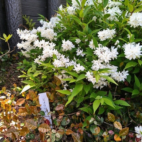 堀切菖蒲園「堀切菖蒲園まだ静か！★英会話と体操のコラボ教室（堀切、お花茶屋、綾瀬、亀有、小菅）」