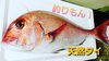 【釣りもん】天然タイ「○本日のお刺身○【定置もん！】島根県産キツネガツオ【釣りもん！】天然タイ」