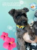 「可愛い子ちゃん♡ Dog salon mofu mofu 余市町」