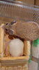 下は雪見だいふくではありません。「6/21,22はカイロトゲマウスフェア実施します！」