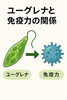 体を守る力＝免疫力を高める生活習慣を「免疫と健康に役立つユーグレナ解説【滋賀県草津市/カイロシガ整体院ブログ】」