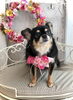 かりんちゃん「わんこと秋桜」