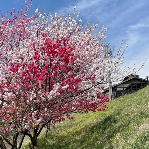 「道の駅木曽福島 花桃の花が満開です！」