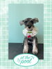 「Dog salon mofu mofu　余市町」