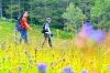入笠湿原「秋の爽やかな入笠山、黄金色がます入笠湿原とともに」