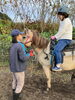「七飯町で楽しむ乗馬と動物ふれあい｜リピーター様向けプログラム「人馬一体」で馬との信頼関係を深める時間【馬のいる寺子屋】」