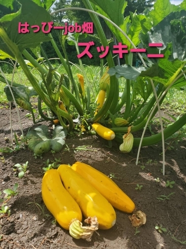 黄色のズッキーニ♪「はっぴーjob畑で収穫した野菜を調理した手作り500円弁当予約受付中★」