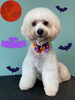 「お友達♡ Dog salon mofu mofu 余市町」