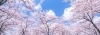 清々しい気持ちで新年度をスタートさせましょう！！「🌸Hello　April🌸」