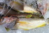 「魚魚市場鮮魚コーナーおすすめは「養殖シマアジ」です♪」