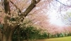 鷺沼城址公園 習志野市 お花見するならここ 千葉 船橋 市川 習志野の 桜 特集 年 まいぷれ 習志野市