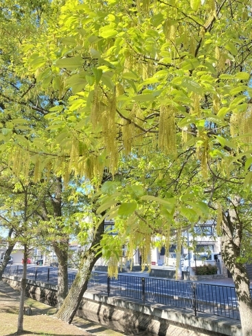 クヌギノ花がまるで藤の花のよう「コロナのトンネルの出口は近いと信じたい❣️」