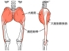 大腿筋膜張筋「【膝痛】膝の痛みを予防・解消するには・・・②【腰痛・坐骨神経痛・整体・那須塩原・大田原】」