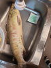 鮭の腹にはいくら「イクラを食べませんか！」
