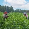 【農園・果樹園・牧場】延岡・日向・門川・西臼杵の農園・果樹園・牧場まとめ