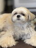 「お客様のご紹介🐶[大分市高崎/貸切トリミング]」