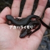 「ビオトープ生きもの観察会」