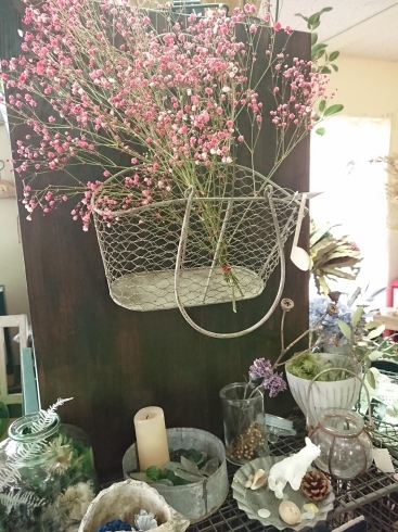 染めカスミソウのドライフラワー「巣籠もり中に 春らしくお部屋の模様替えをしたり、お花を飾ったりして楽しみましょう」