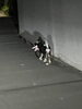「首輪のついていた中型犬（黒・白色）の目撃情報です。迷い犬かも？【新居浜市篠場町】」