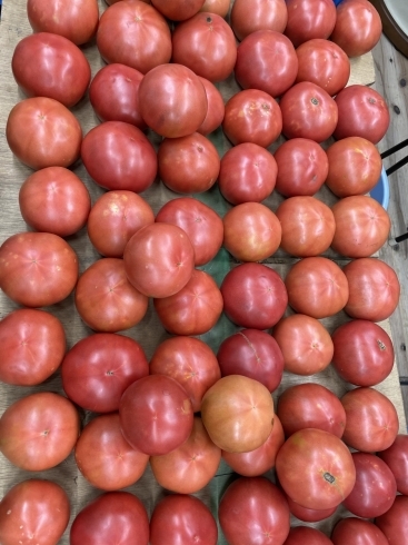 トマト「雨の日でも営業中」