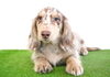 「ミニチュアダックス子犬情報」