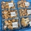 「農産物直売所では地元産の天然きのこが入荷する日も増えてきました！」