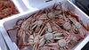 メガニ「カニ解禁　　【村上市最大の魚介類専門店　新鮮鮮魚　お土産ももりだくさん　岩船港の魚は美味しいよ】」