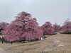 「鈴鹿の森庭園🌸」