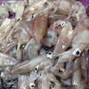 「今日は魚が少ないのでみんなでホタルイカの目ん玉取り🦑🦑」