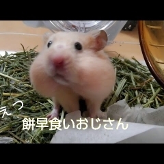 ティッシュ大食い！おもしろ可愛いハムスターcute funny hamster rice cake eating quickly　＃20