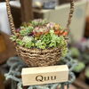 Quu_多肉植物「新茶まつり　出店者紹介！　vol.4」