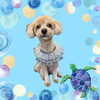 「Dog salon mofu mofu　余市町」