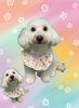 「Dog salon mofu mofu　余市町」