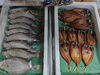 「📣本日のお魚情報🐟」