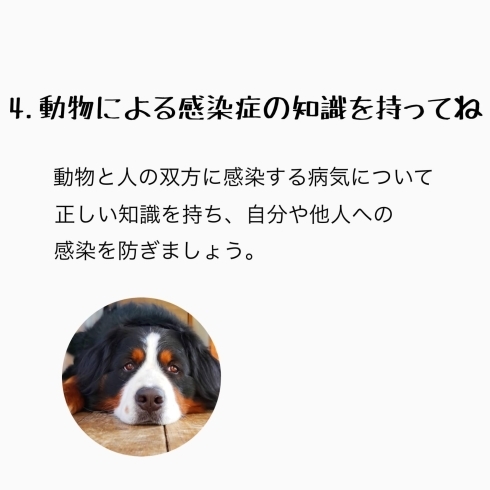 動物による感染症の知識をしっかり持ちましょう「飼い主さんやこれからペットを飼う方へ 「守って欲しい5ヶ条」」