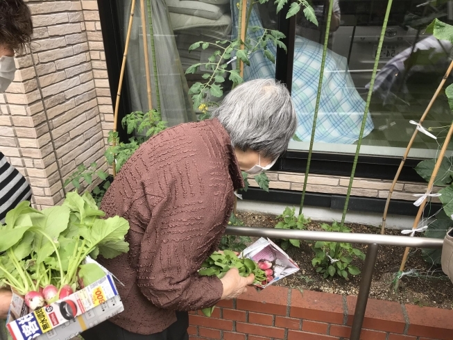 収穫できました！！「ふらっとの野菜！」