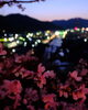 「ライトアップ城山公園！」
