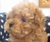 「トイ・プードル入舎しました。」