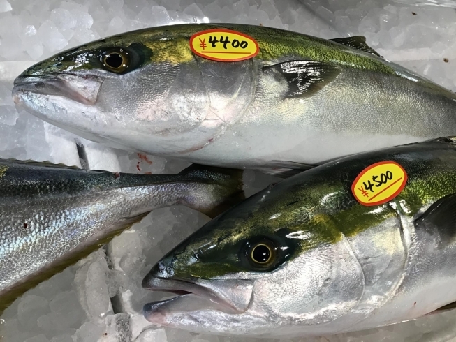 「魚魚市場鮮魚コーナーおすすめは「ヒラメ」です♪」