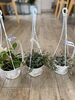 「観葉植物入荷しました」