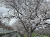 湖南市　千本桜「湖南市　さくら」